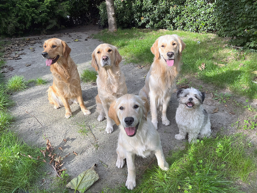 Vier Golden Retrievers en een Boomer hondje zitten in een tuin