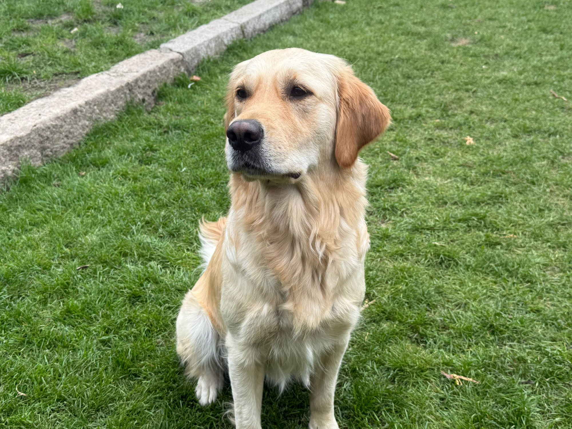 Over Ons Golden Retriever zit in het gras