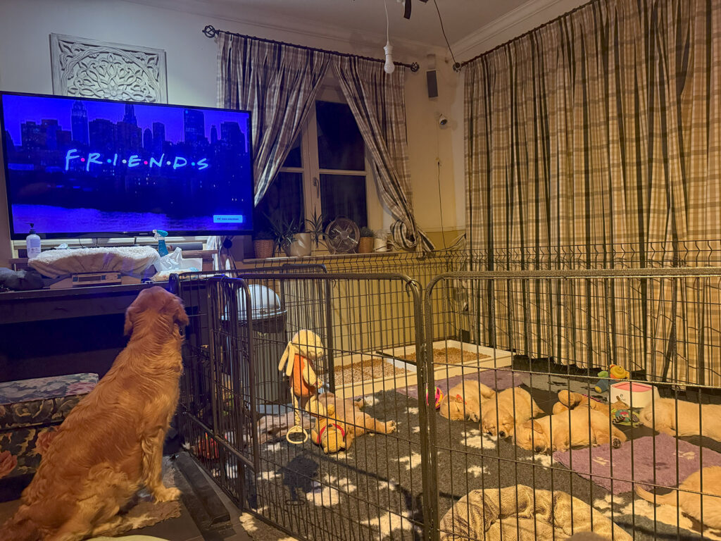pups in ren met TV aan Friends